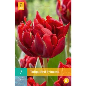 Τουλίπα Red Princess 'C'