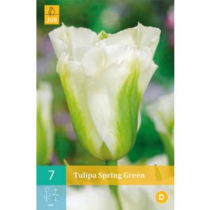 Τουλίπα Spring Green 'C'