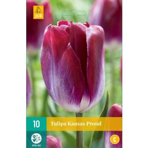 Tulip Kansas Τρέχουσα "C"