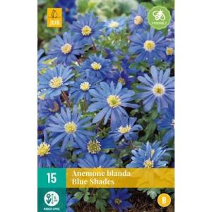 Veternica Anemone Blanda Μπλε αποχρώσεις "B"