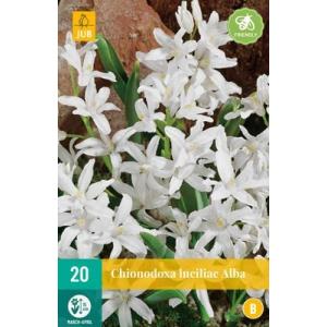 Bluebell Chionodoxa Lucil.Alba "B"