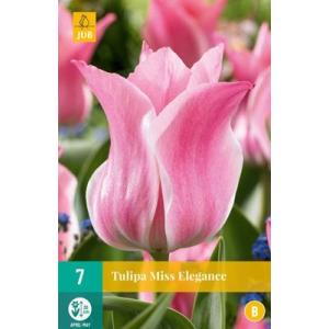 Τουλίπα Miss Elegance 'C'