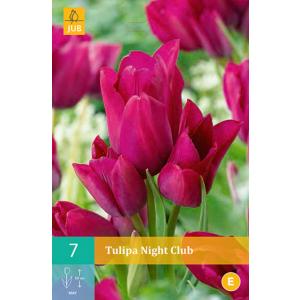 Tulip Night Club "C"