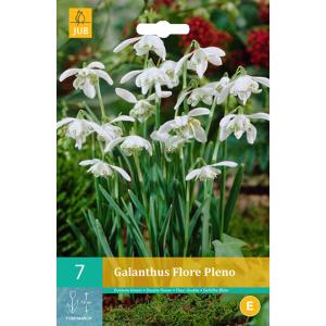 Χιονάτη Galanthus Flore Pleno 'C'