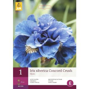 Ίριδα SIBERICA CONCORD CRUSH "B"