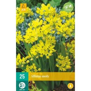 Σκόρδο Allium Moly "A"