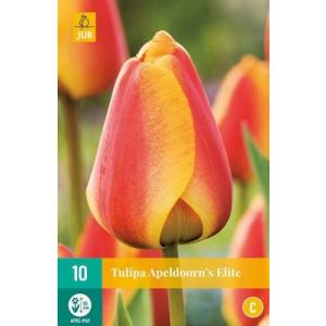 Elite 'C' της Tulip Apeldoorn