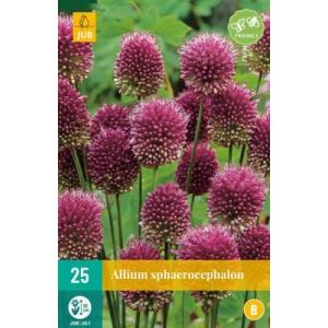 Σκόρδο Allium Sphaerocephalon 'A'