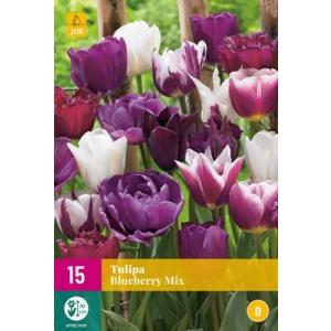 Tulip Blueberry Mix 'E'