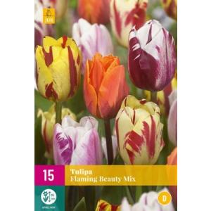 Τουλίπα Flaming Beauty Mix 'D'