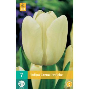 Τουλίπα Creme Fraiche "C"