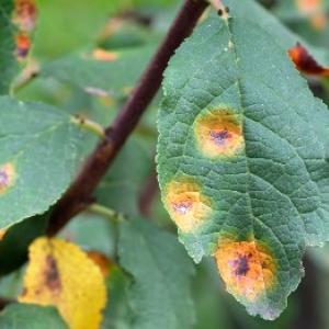 Σκουριά αχλαδιού: Θα βοηθήσει η επεξεργασία με ψεκασμό