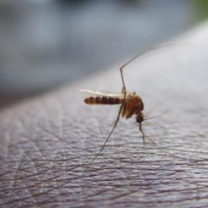 Γιατί τσιμπάνε τα κουνούπια και γιατί κάποιος τσιμπάει περισσότερο Ξέρουμε επίσης πώς να τα ξεφορτωθούμε