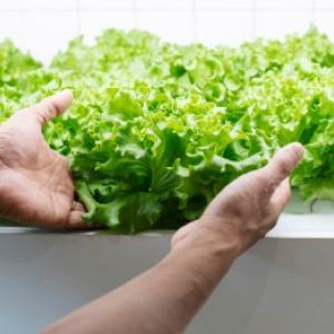 Υδροπονική καλλιέργεια φυτών: πρακτικές οδηγίες και πρακτικά παραδείγματα