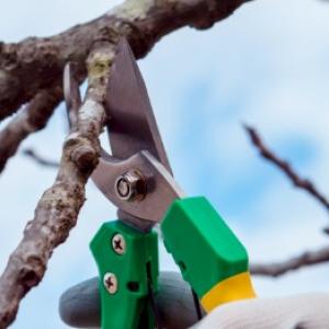 Πώς να κάνετε σωστά το χειμερινό κλάδεμα στον κήπο σας