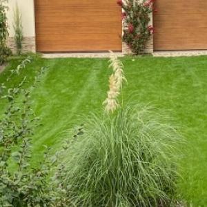 Pampas grass: φροντίδα και ανοιξιάτικο κλάδεμα για την ενθάρρυνση της ανθοφορίας