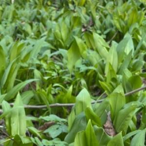 Πώς να καλλιεργήσετε σκόρδο αρκούδας στο σπίτι και να μην το μπερδέψετε με το κρίνο της κοιλάδας στο δάσος