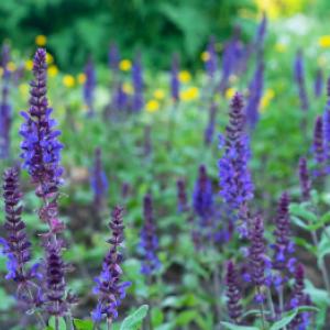 Καλλιέργεια φασκόμηλου: Από τη γλάστρα