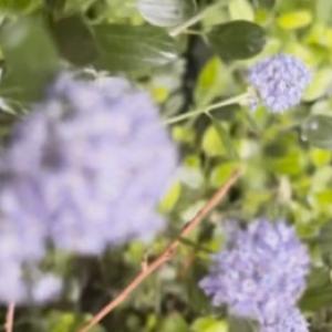 Καλιφορνέζικη οργάνια σε σλοβακικό κήπο: πώς να καλλιεργήσετε το ceanot