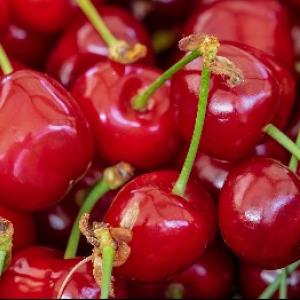 Πώς να προστατεύσετε τα οπωροφόρα δέντρα από την καρπόκαψα στα κεράσια