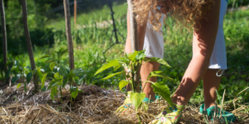 Γιατί δεν πρέπει να υποτιμάτε το mulching