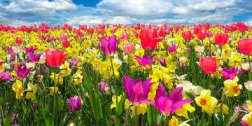 Σκεφτείτε τους ανοιξιάτικους βολβούς ήδη από το φθινόπωρο. Φυτεύονται πριν από τον παγετό