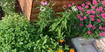 Έχετε βότανα στον κήπο σας Ανακαλύψτε τα πριν τις αφίδες