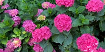 Πότε πρέπει να κόψετε τα τριαντάφυλλα ή τα καλλωπιστικά χόρτα Μπορούμε επίσης να σας συμβουλέψουμε για τη λεβάντα