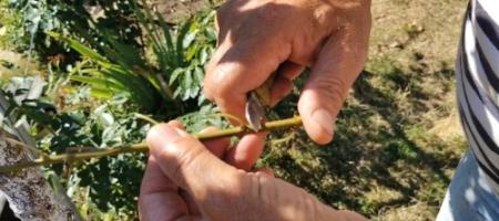 Πώς να εμβολιάσεις μια βερικοκιά κάτω από τον φλοιό; Ο Γιάν Βίγκοδα έδειξε τη διαδικασία απευθείας στον κήπο