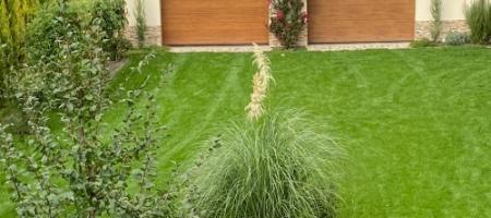 Pampas grass: φροντίδα και ανοιξιάτικο κλάδεμα για την ενθάρρυνση της ανθοφορίας