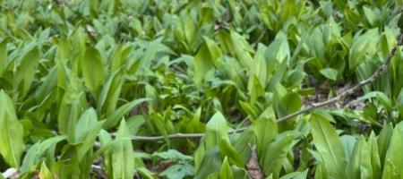 Πώς να καλλιεργήσετε σκόρδο αρκούδας στο σπίτι και να μην το μπερδέψετε με το κρίνο της κοιλάδας στο δάσος