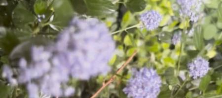 Καλιφορνέζικη οργάνια σε σλοβακικό κήπο: πώς να καλλιεργήσετε το ceanot